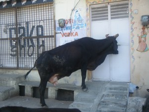 Cow trying to get some booze....