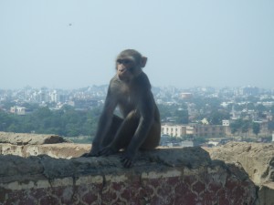 Monkey Temple